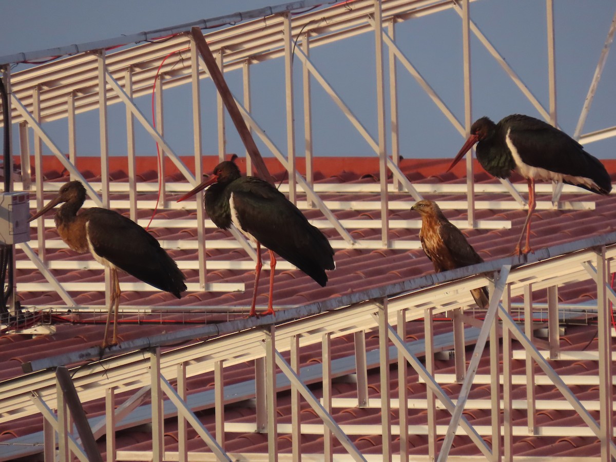 Long-legged Buzzard - ML647550444