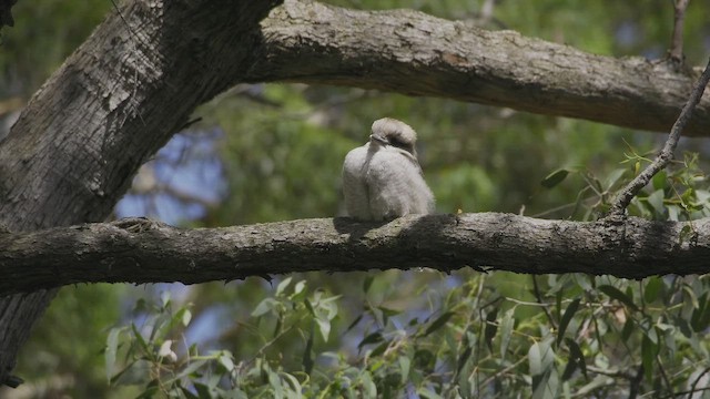 Кукабара велика - ML647550446