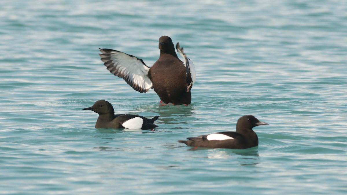Black Guillemot (mandtii) - ML647550447