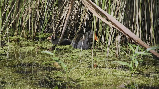 Курочка чорна - ML647550448