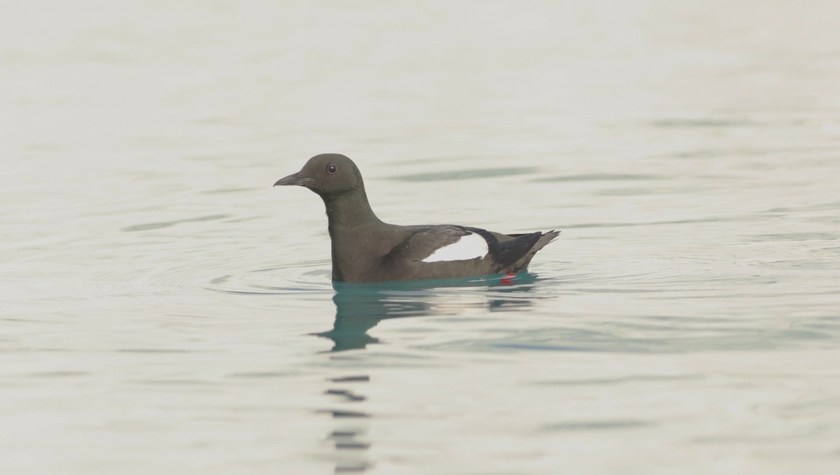 Black Guillemot (mandtii) - ML647550452