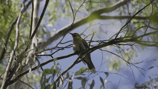 Вивільга оливкова - ML647550453