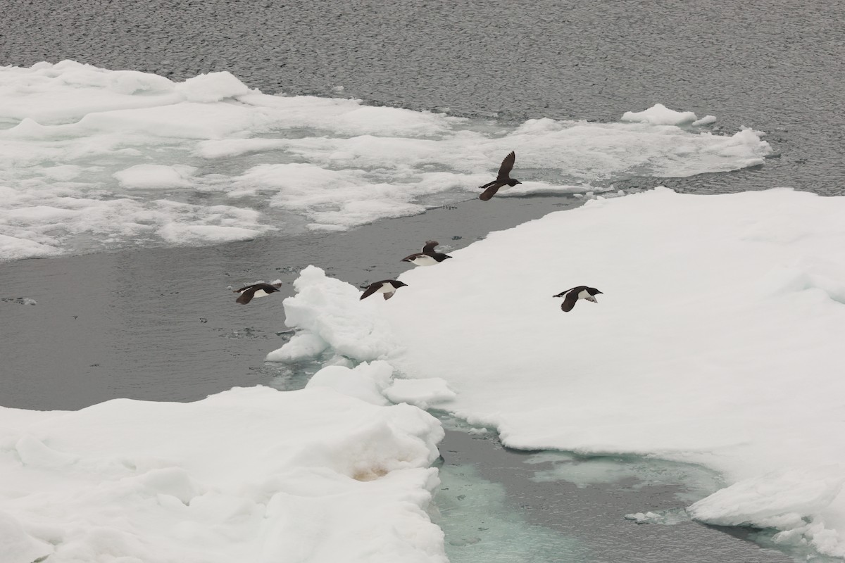 Толстоклювая кайра - ML647550456