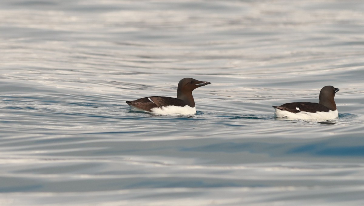 Толстоклювая кайра - ML647550461