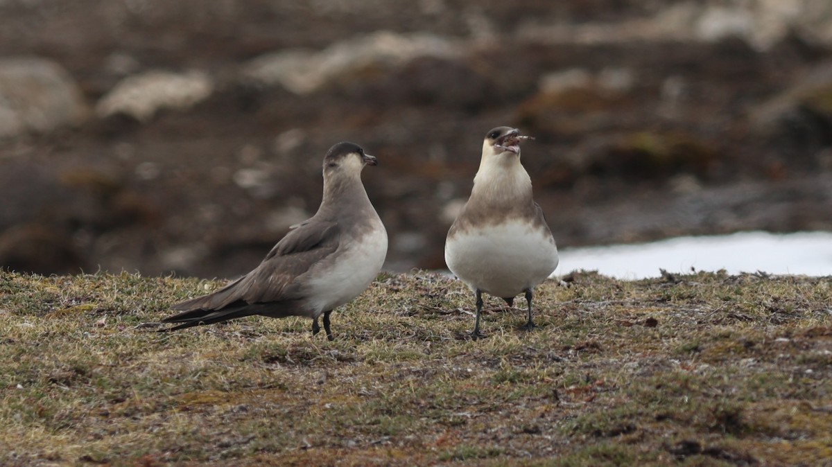 Parasitic Jaeger - ML647550464