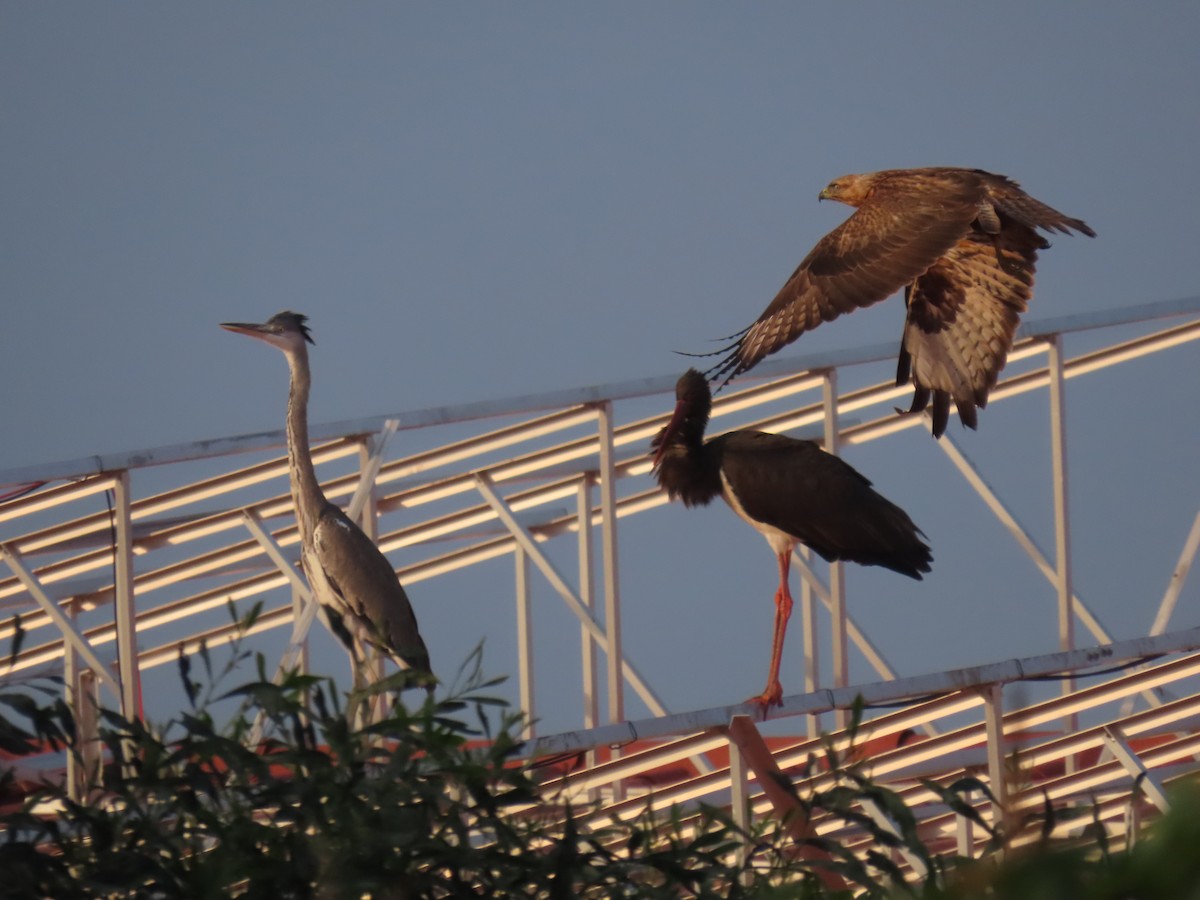Long-legged Buzzard - ML647550465