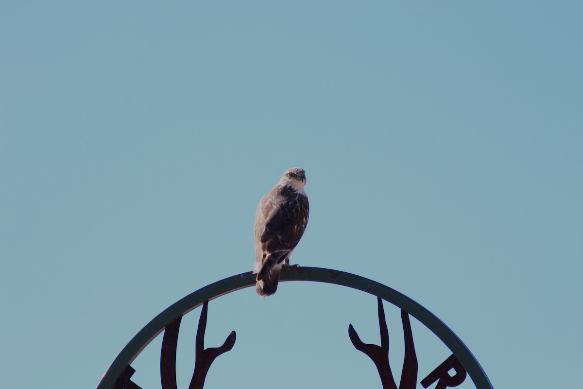 kongevåk - ML647550477