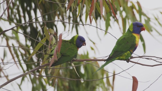 Лорікет синьоголовий - ML647550478