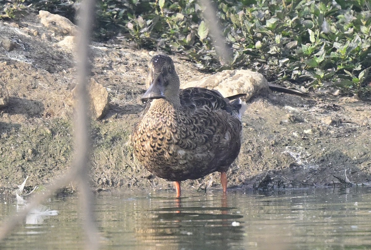 Cuchara Común - ML647550484