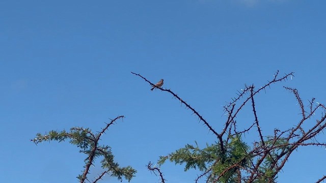 Алондра смугастовола - ML647550486