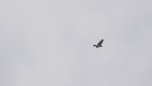 Лунь південний - ML647550491