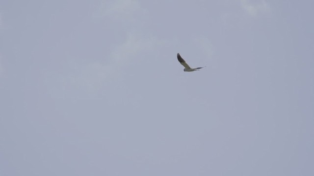 Шуліка австралійський - ML647550492