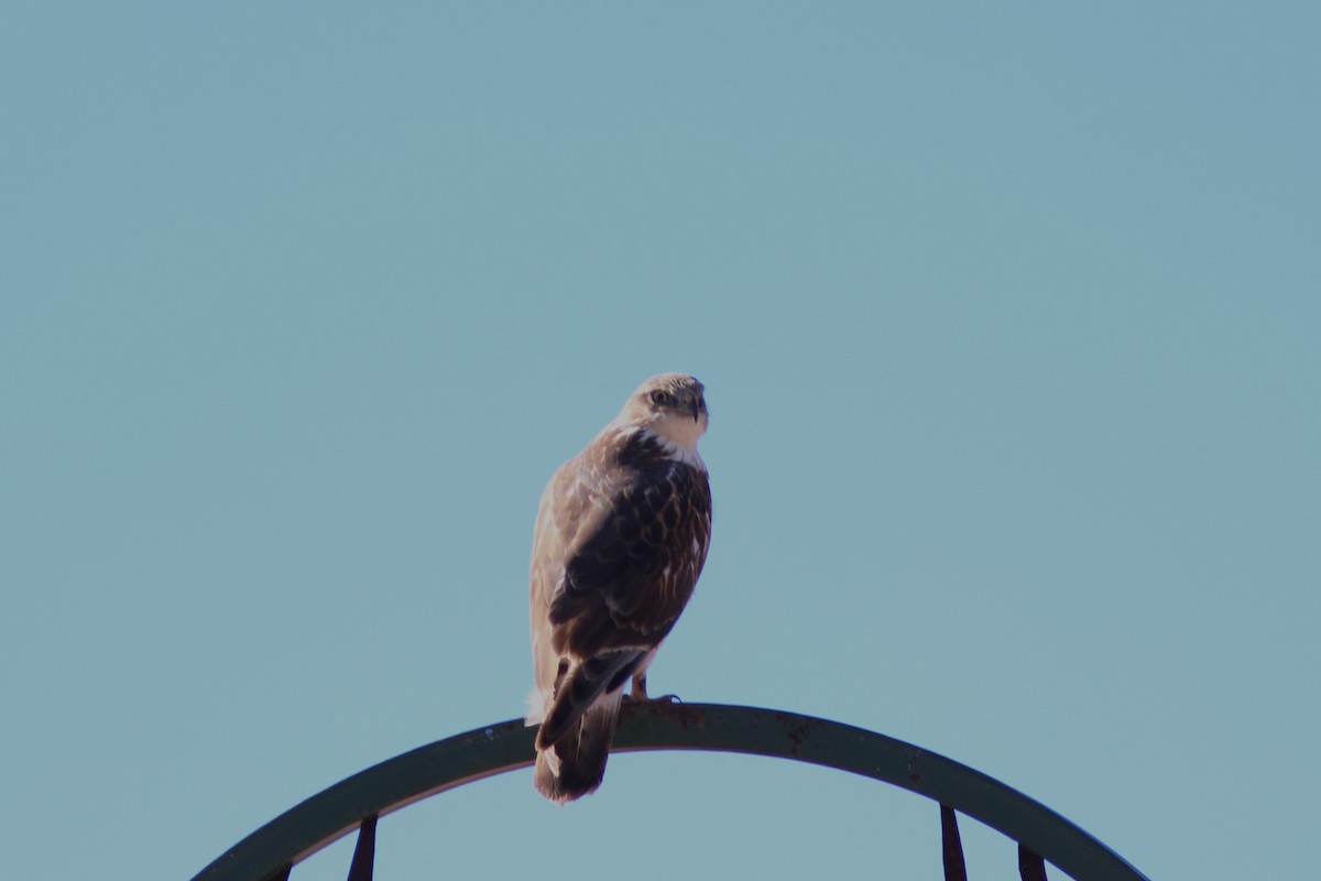 kongevåk - ML647550497