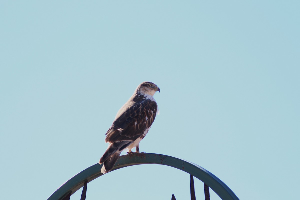 Ferruginous Hawk - ML647550509