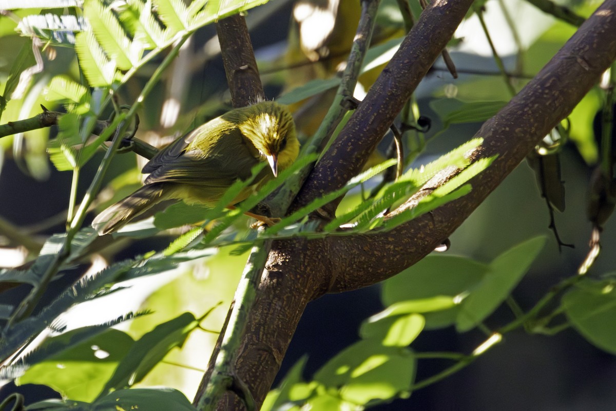 Golden Babbler - ML647550510