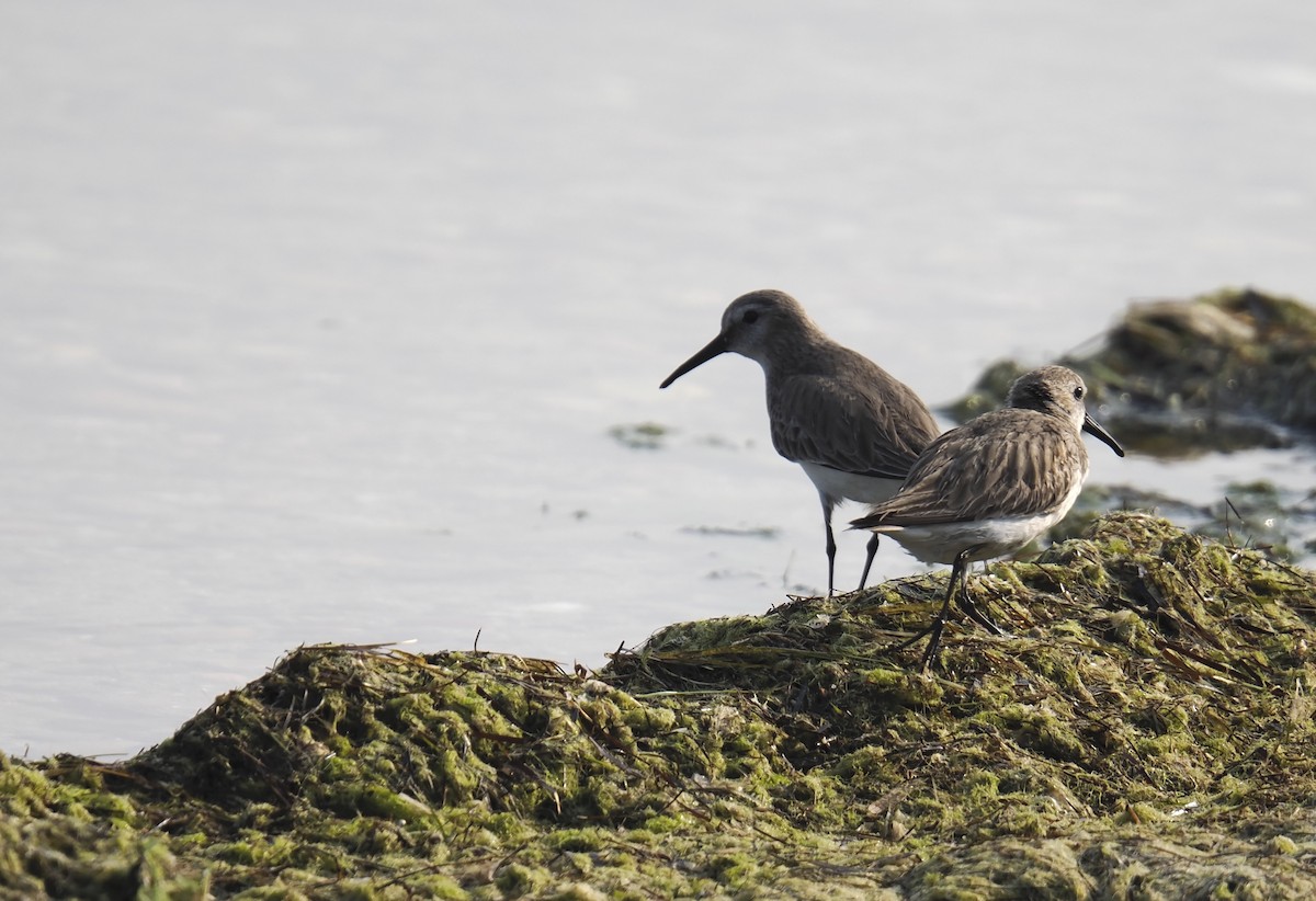 Dunlin - ML647550511