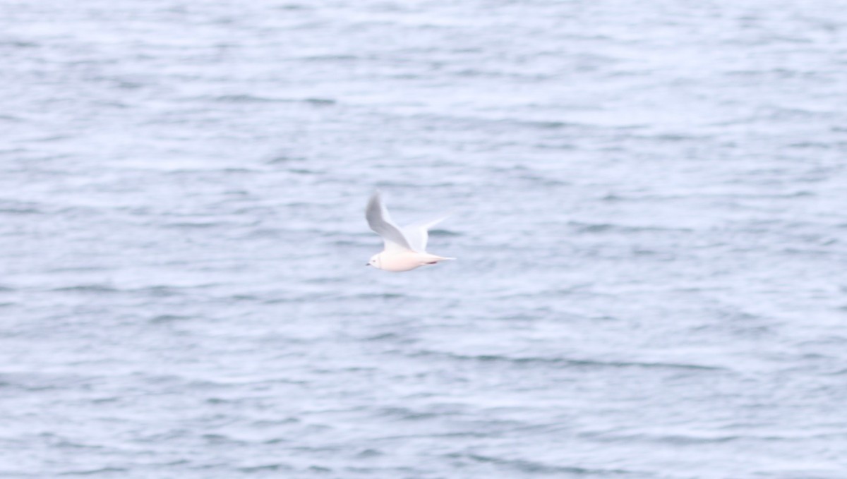 Ross's Gull - ML647550512