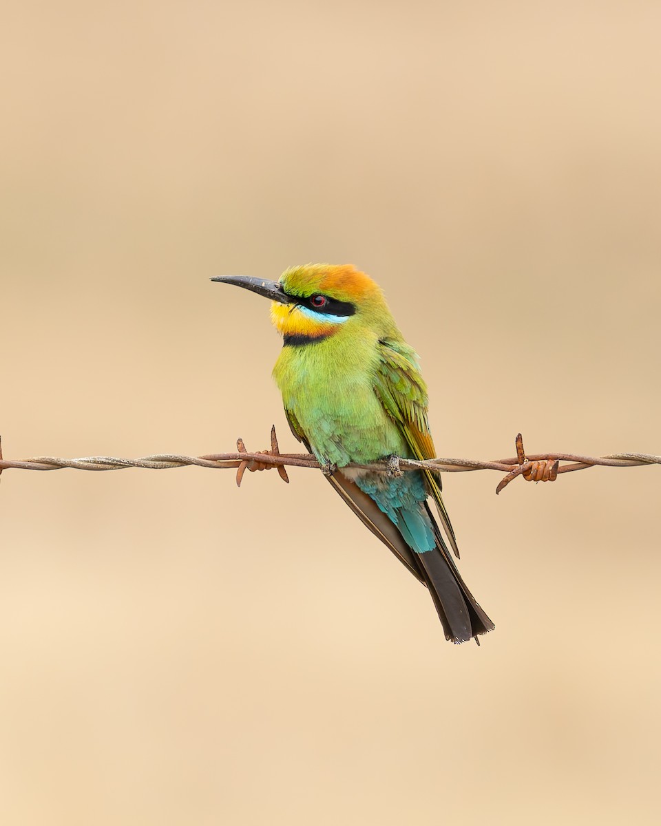 Rainbow Bee-eater - ML647550513