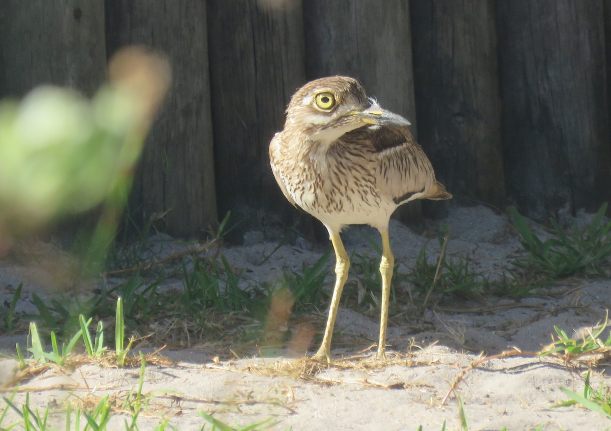 Water Thick-knee - ML647550514