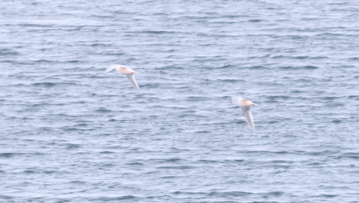 Ross's Gull - ML647550515