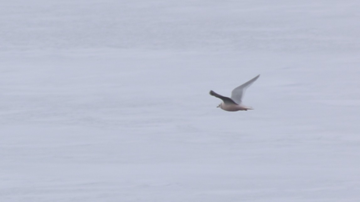 Ross's Gull - ML647550516