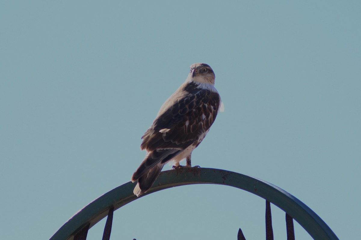 Ferruginous Hawk - ML647550518