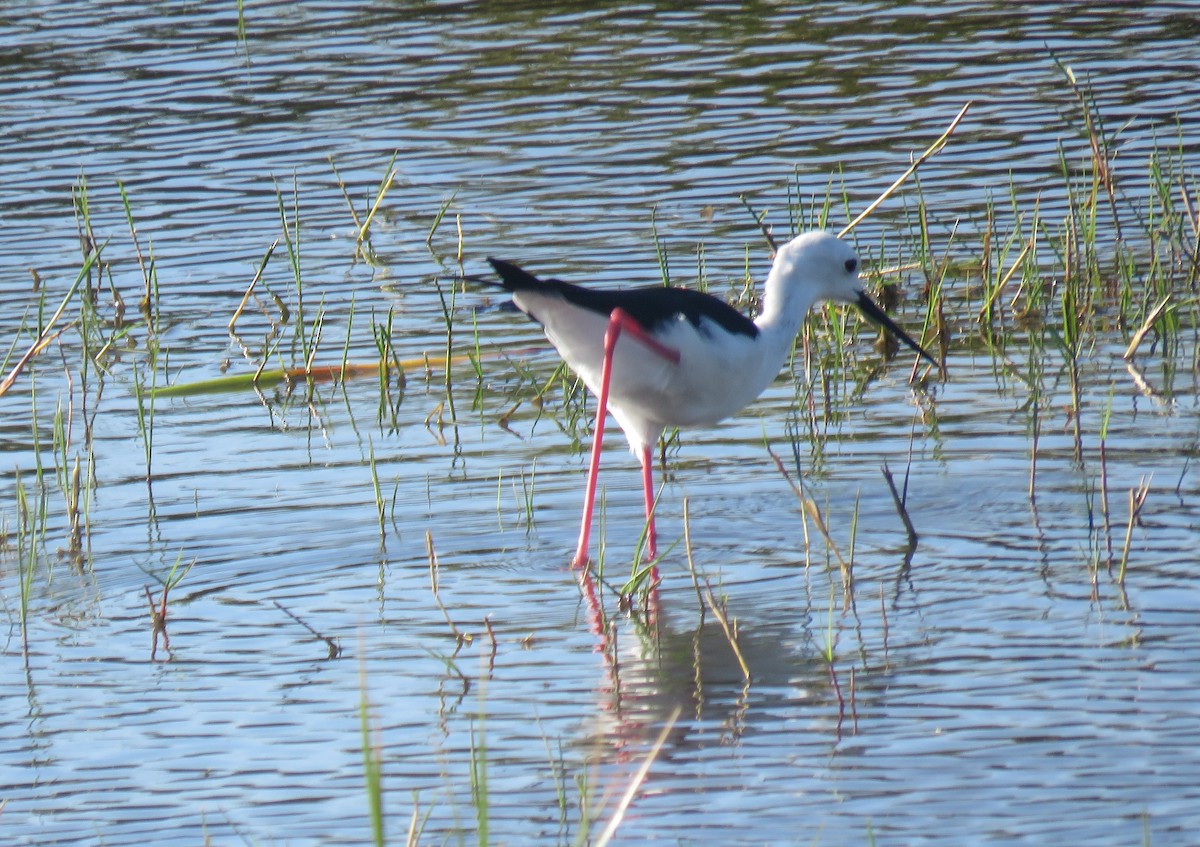 Black-winged Stilt - ML647550519