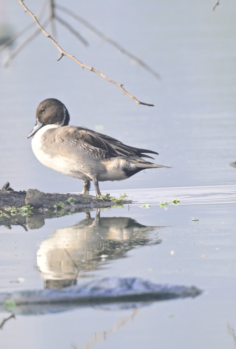 Northern Pintail - ML647550522
