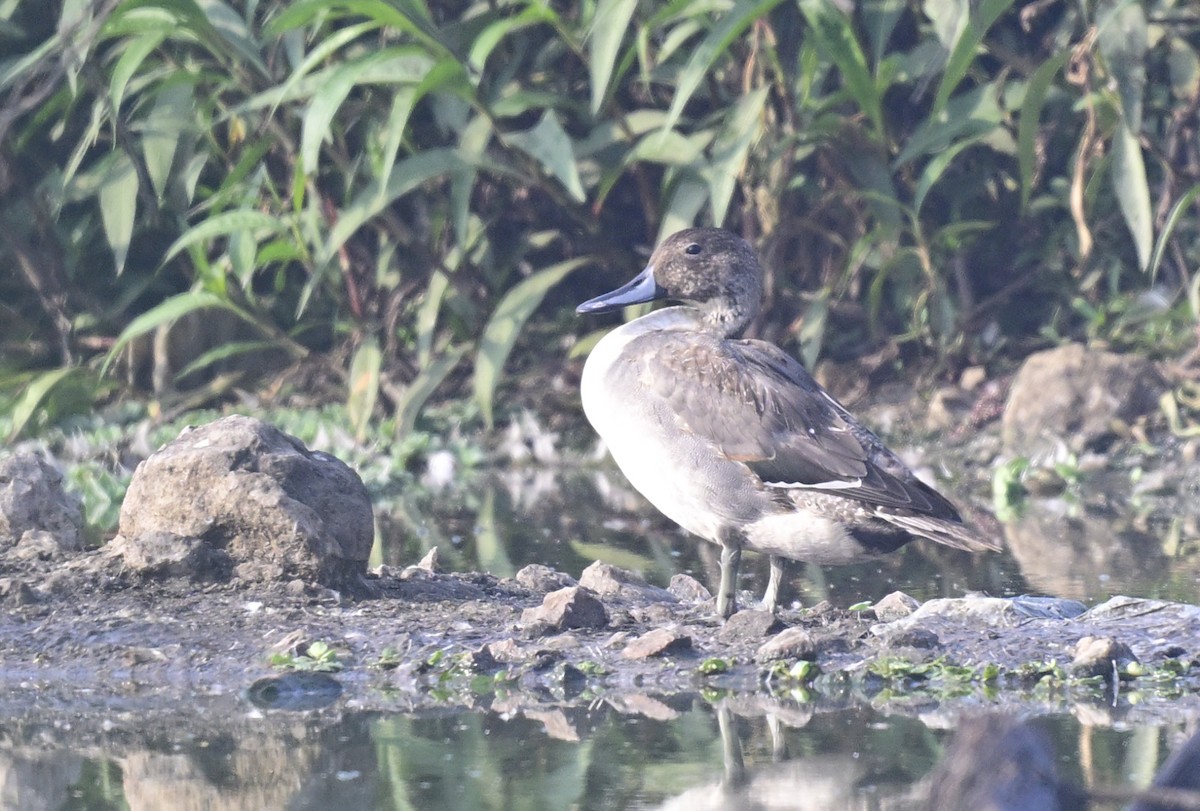 Northern Pintail - ML647550523