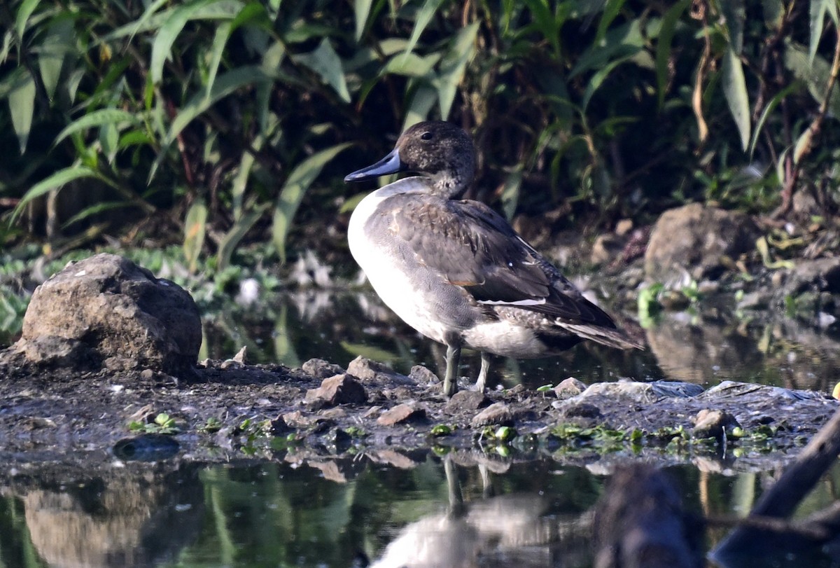 Northern Pintail - ML647550524