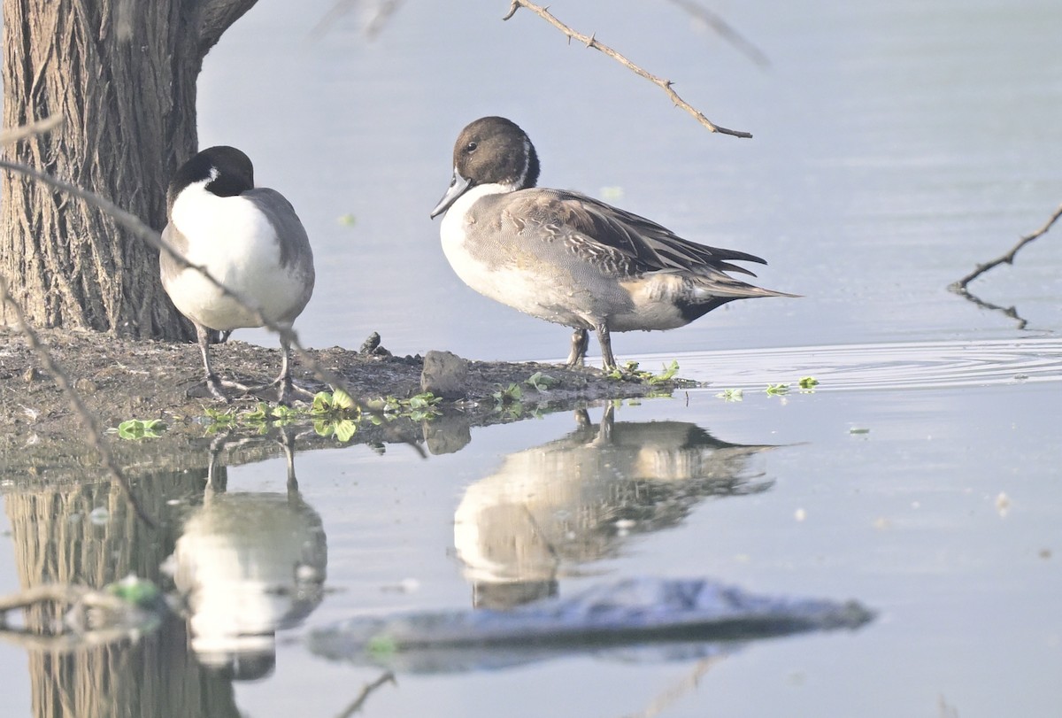 Northern Pintail - ML647550525