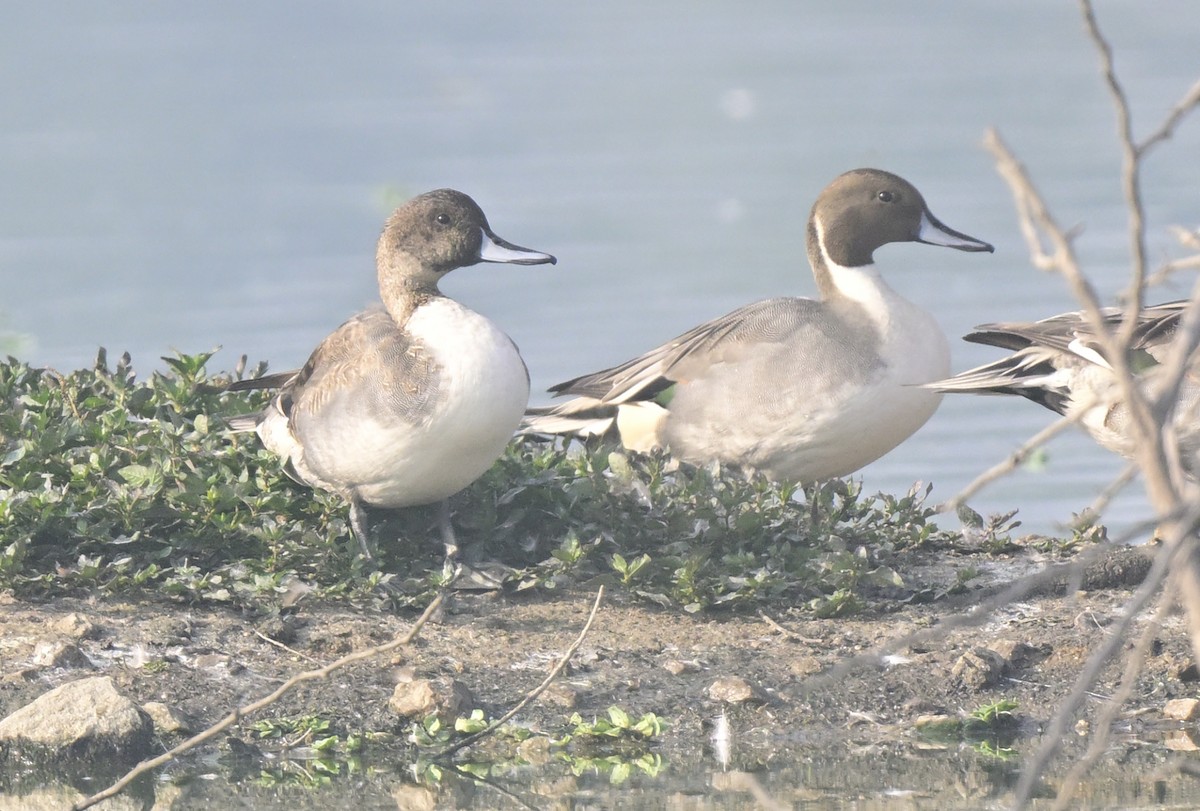 Northern Pintail - ML647550526