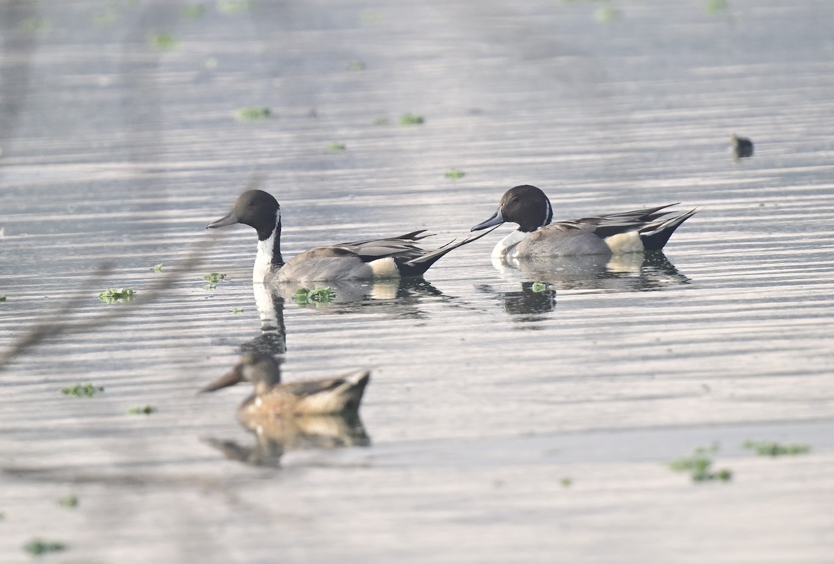 Northern Pintail - ML647550527