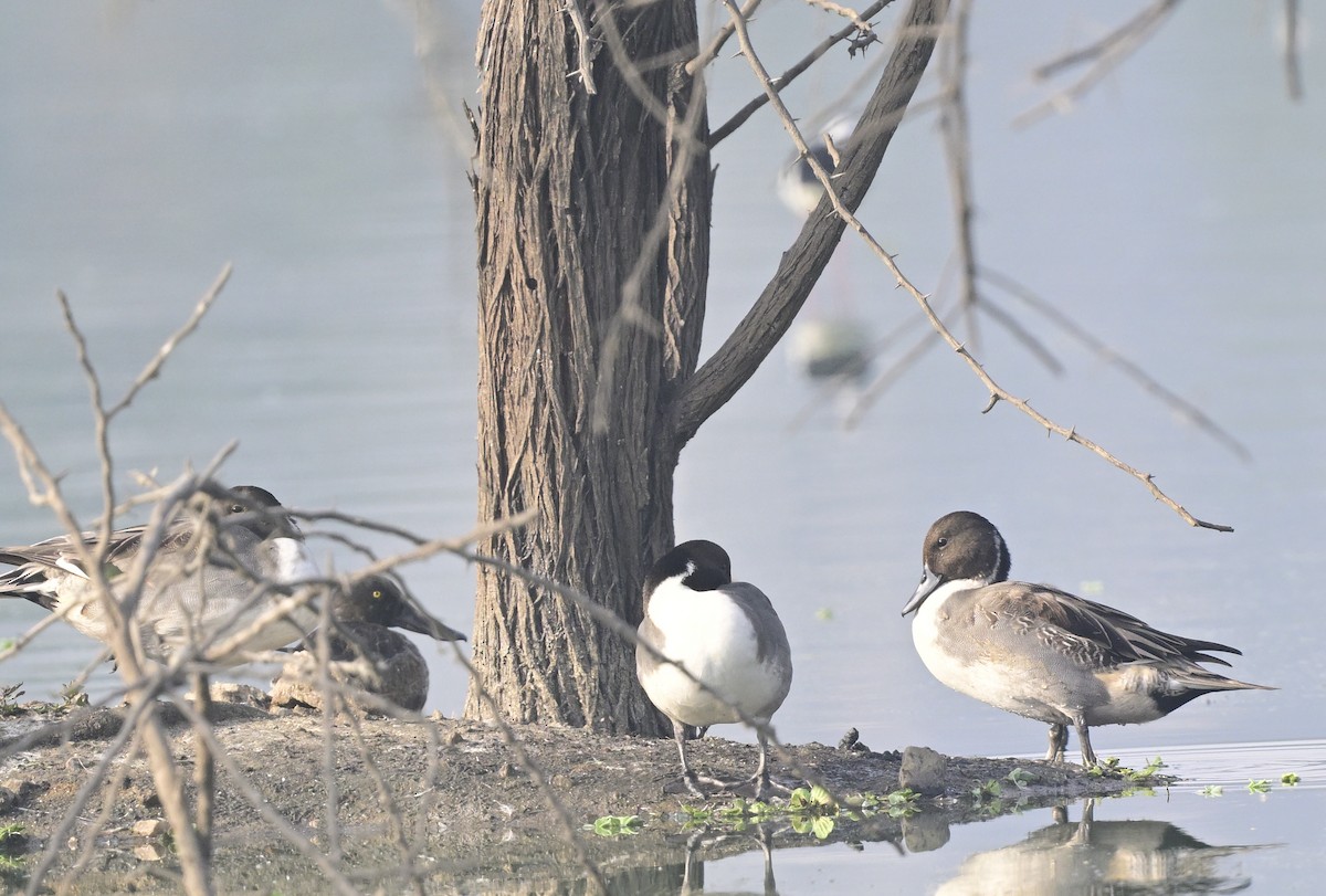 Northern Pintail - ML647550528