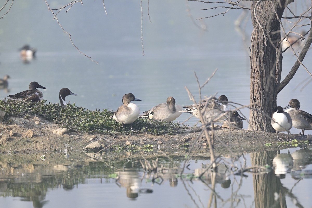 Northern Pintail - ML647550529