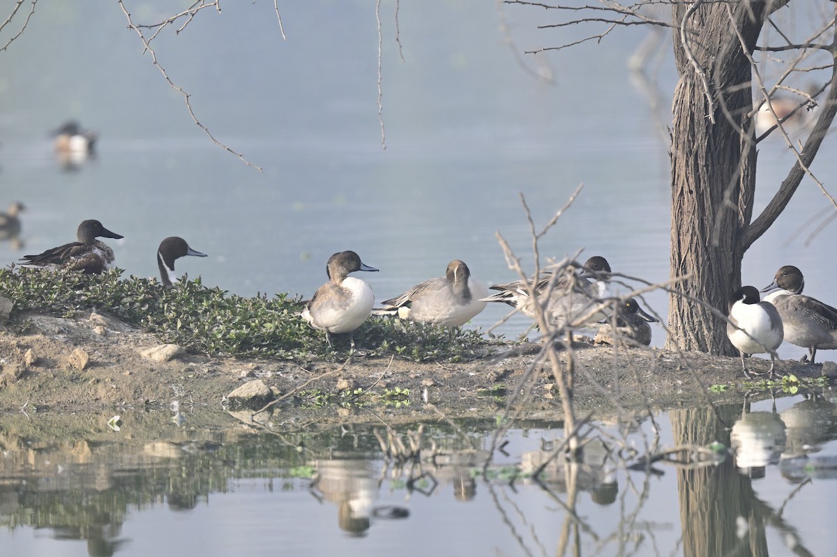 Northern Pintail - ML647550530