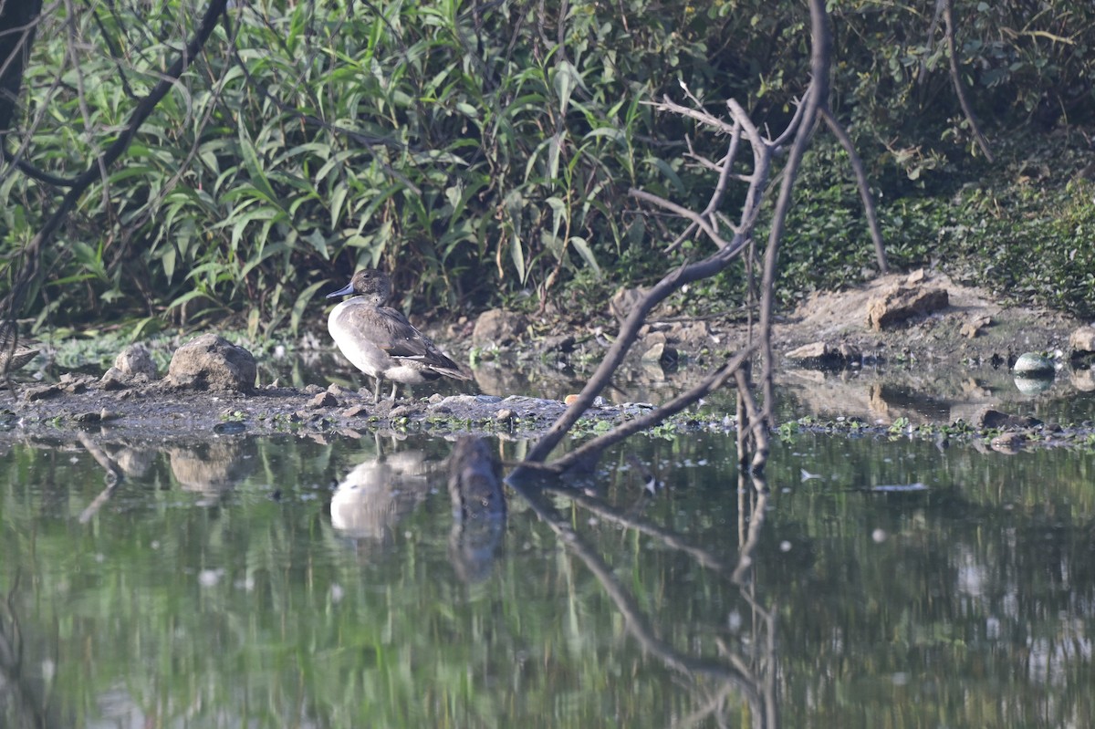 Northern Pintail - ML647550531