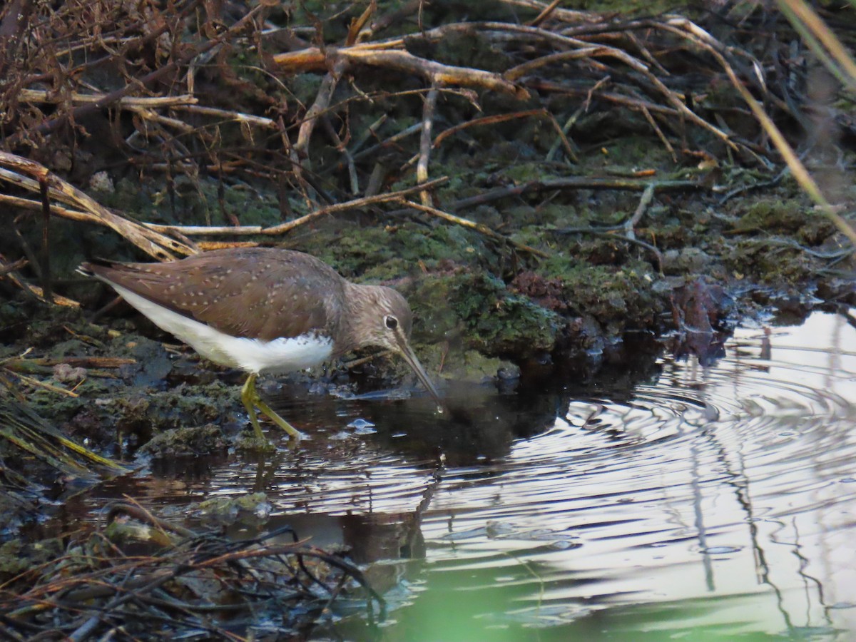 Green Sandpiper - ML647550533
