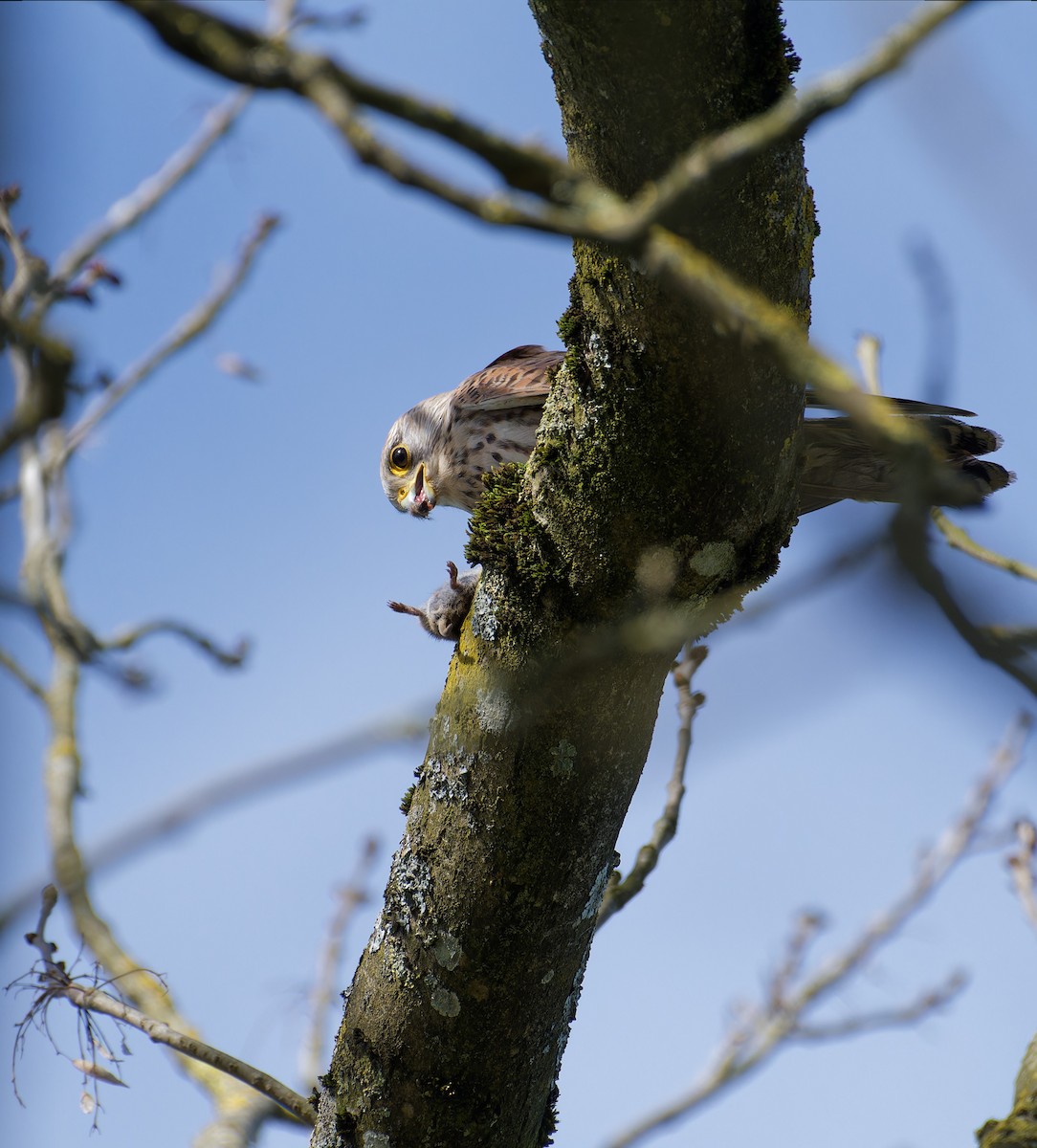 Eurasian Kestrel - ML647550534