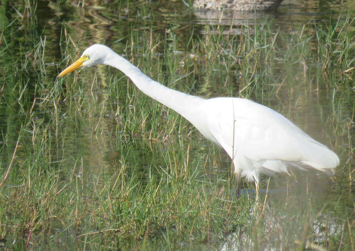 Little Egret (Western) - ML647550535
