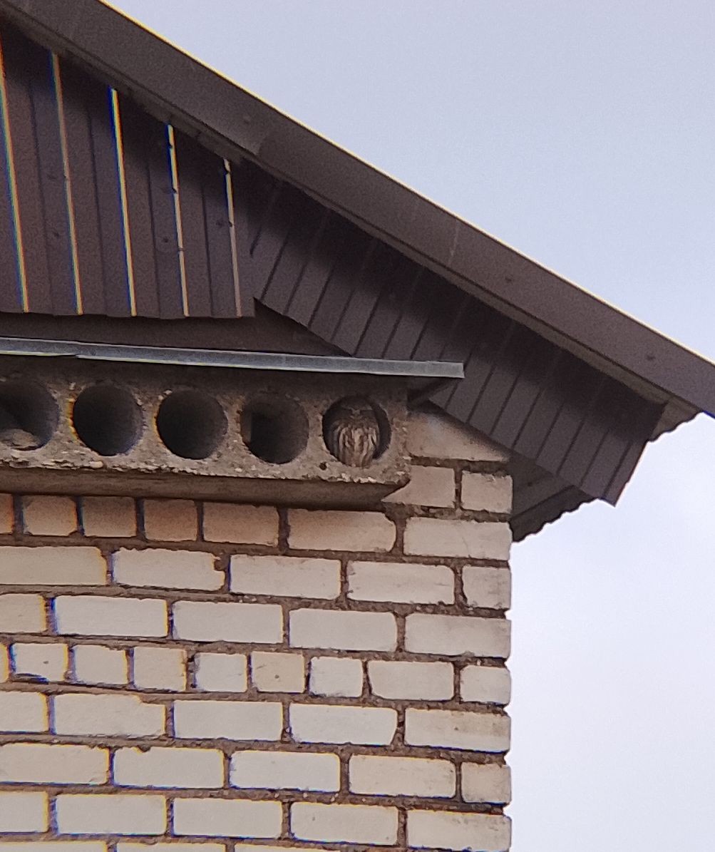 Little Owl - ML647550536