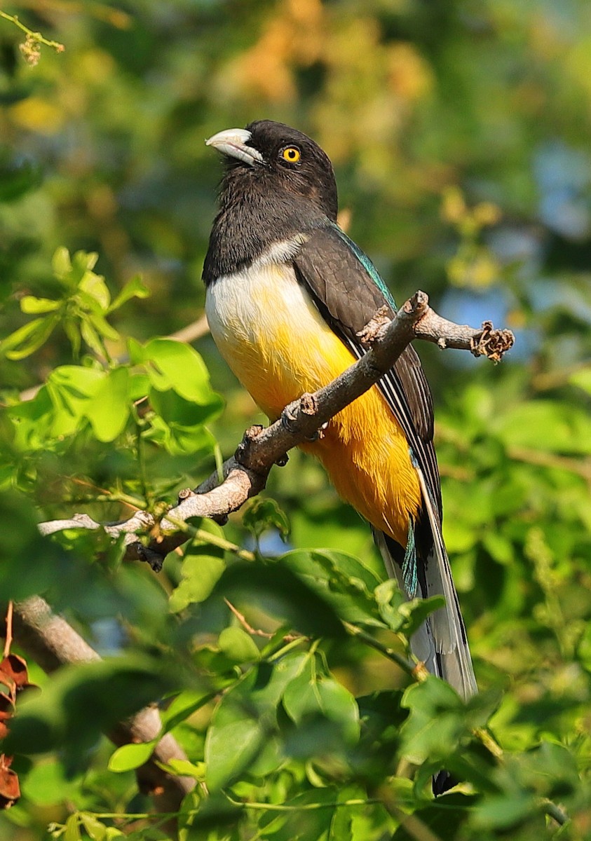 Citreoline Trogon - ML647550537