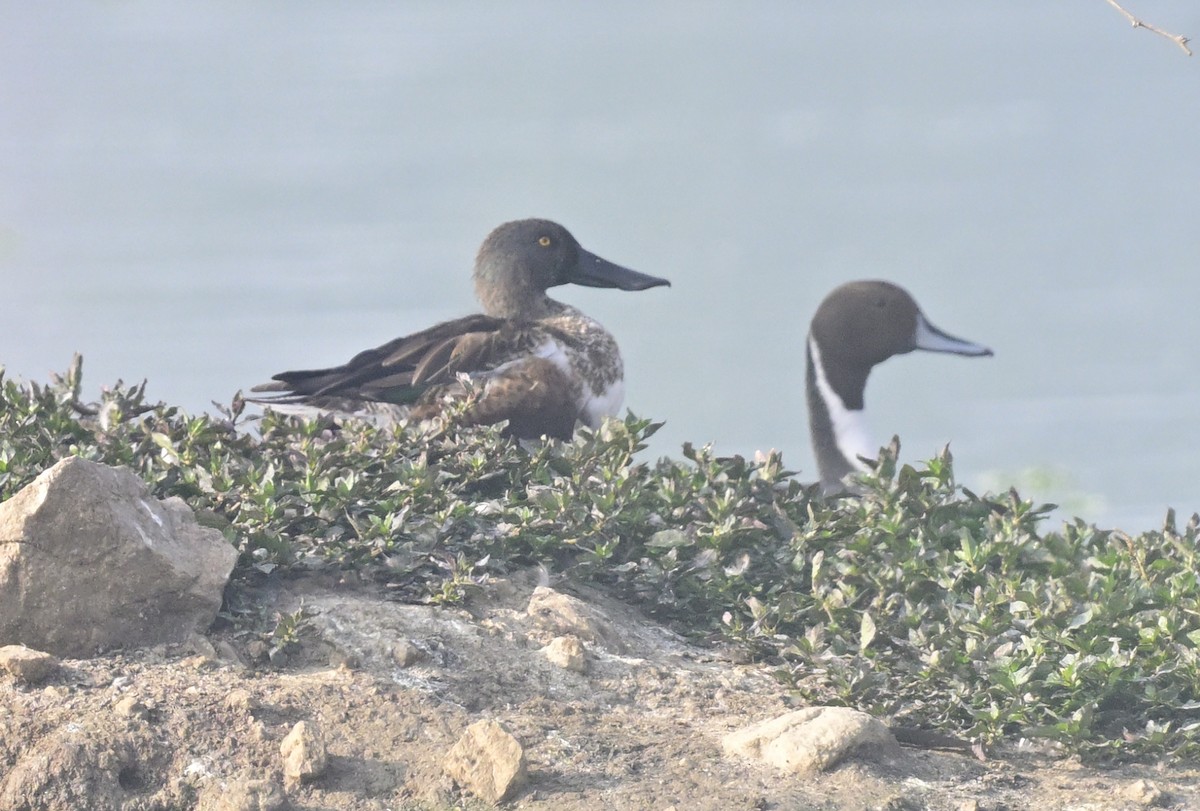 Northern Shoveler - ML647550538
