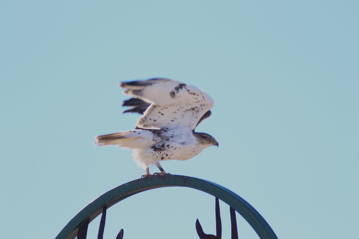 Ferruginous Hawk - ML647550539