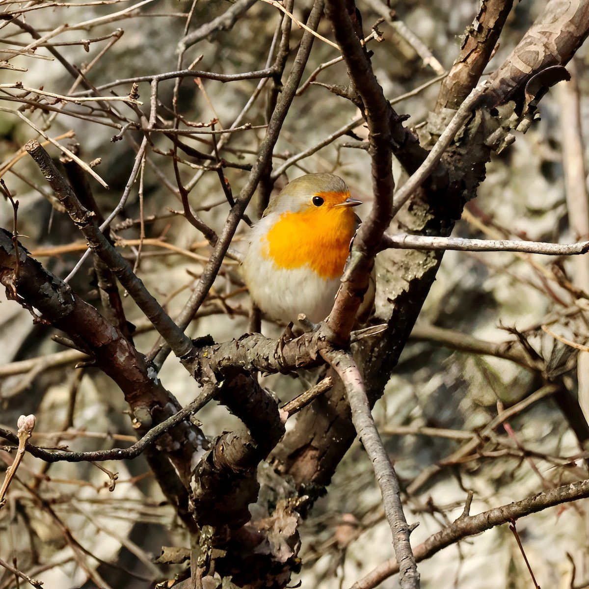 European Robin - ML647550540