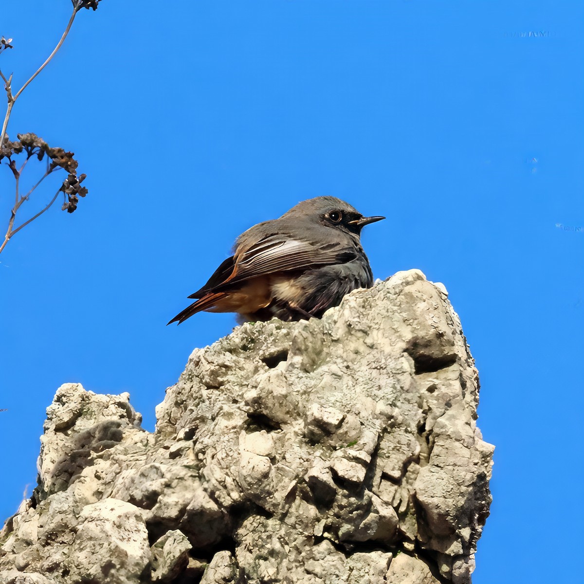 Black Redstart - ML647550541