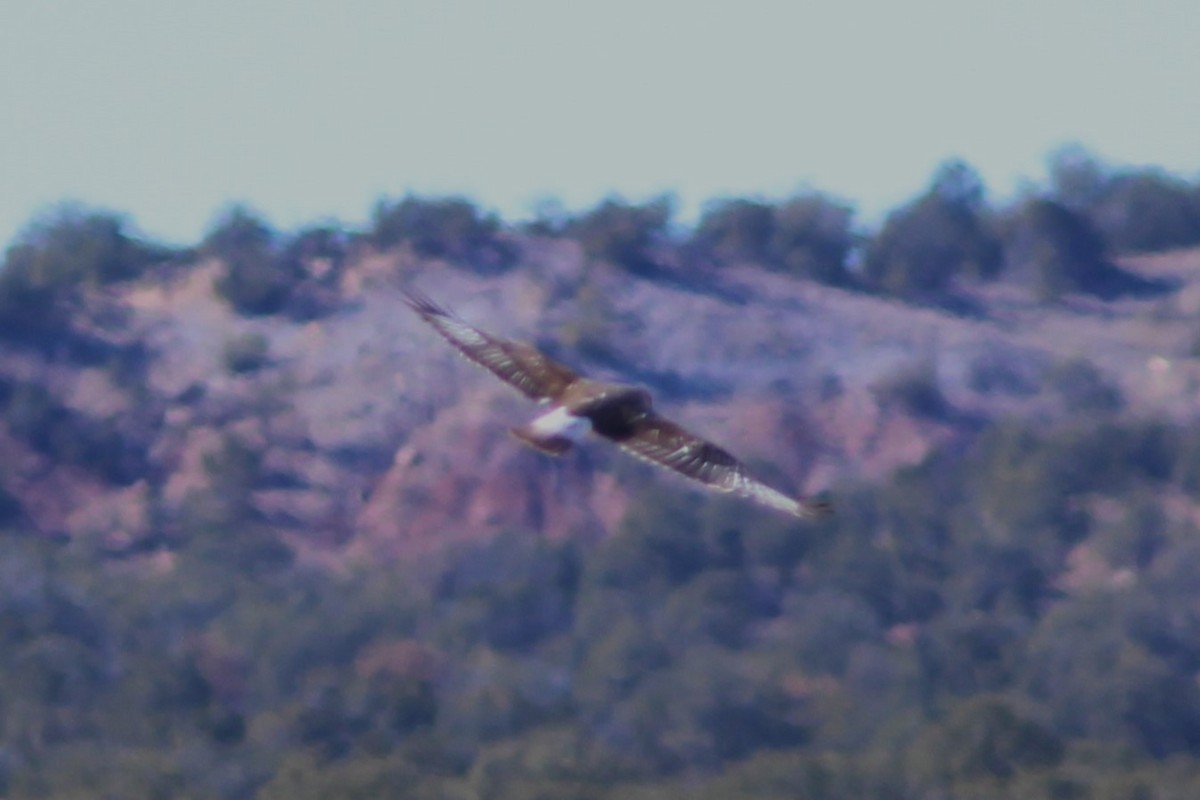 kongevåk - ML647550551