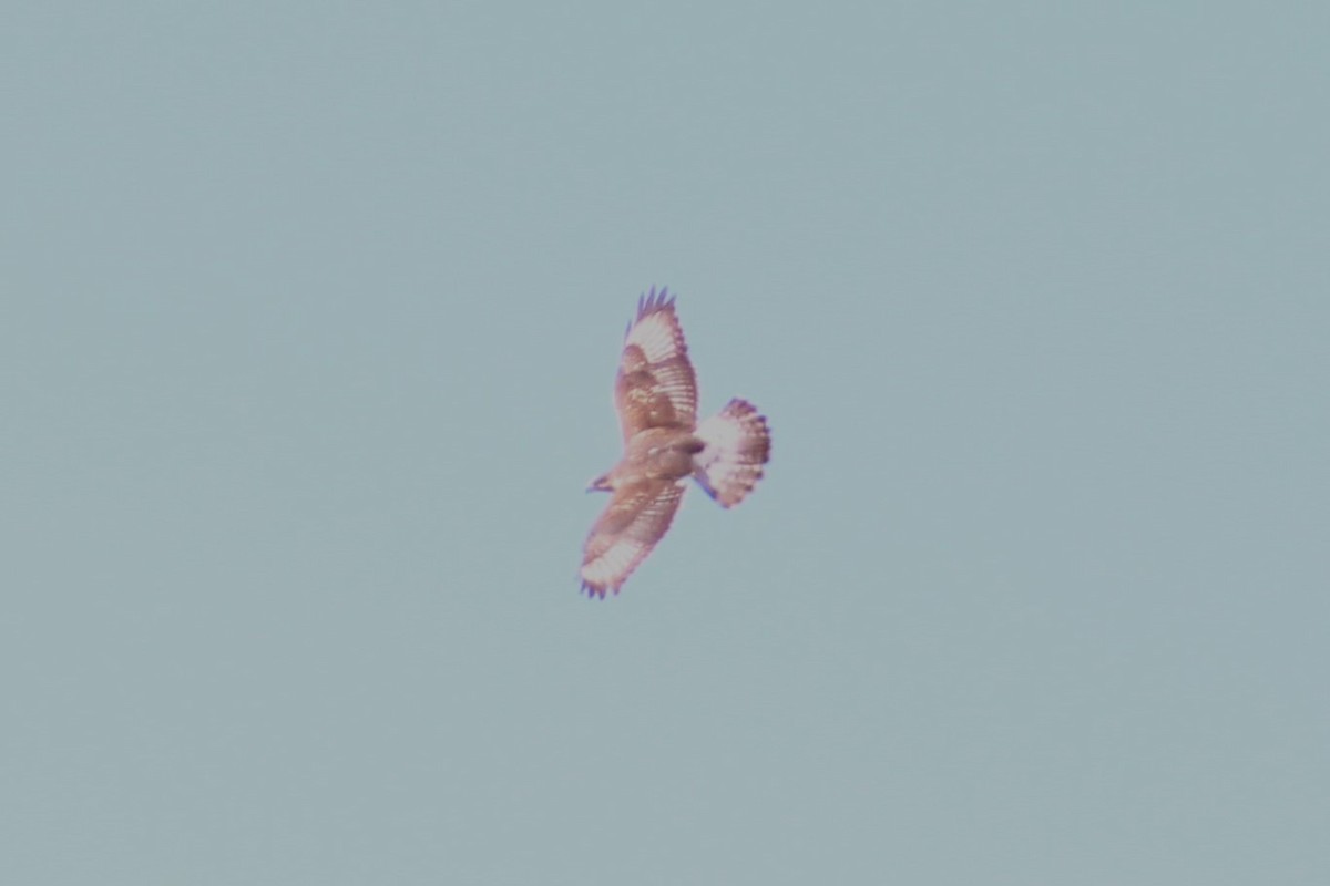 kongevåk - ML647550560