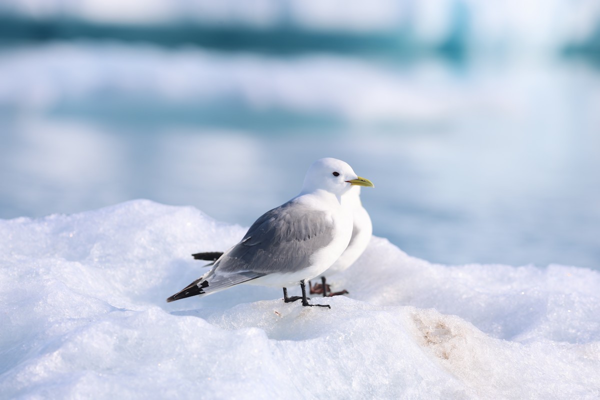 Kara Ayaklı Martı (tridactyla) - ML647550592