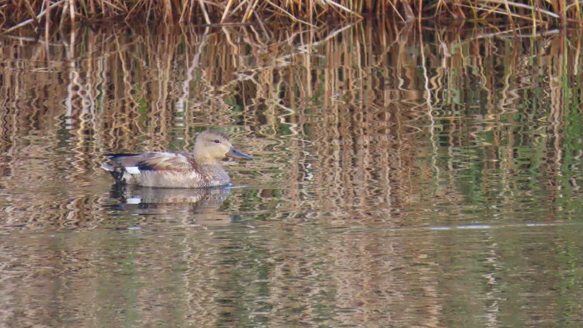 オカヨシガモ - ML647550595